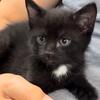 Cute Kitty Kitten for a family