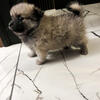 Pomeranian Puppy Male