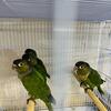 Black Cap Conure