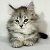 Male SIBERIAN KITTEN, Silver Classic, DOB 04-15-25. PUREBRED - A real LOVER!