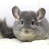 3 Month Old Violet Male Chinchilla Kit -- active and curious little dude! 