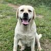 Labrador retrievers