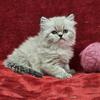 Female Himalayan Kitten - (Pink)