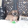 Duchess Regal Brindle Shih-tzu