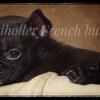 Frenchie brindle female