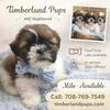 Shih Tzu