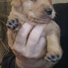 AKC Golden Retriever puppies