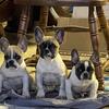 French bulldog puppies, frenchie puppy’s, 