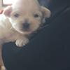Shihpoo puppies! One Girl Left 