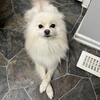 ****STUD SERVICE ****Toy Pom cream / white boy 