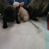 French bull dog 