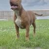 UKC XL Bully Puppy