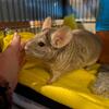 Male Chinchilla 