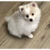 Beautiful ACA purebred Pomeranian pup