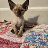 Devon rex male  seal point