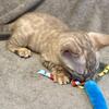 TICA Male seal mink spotted tabby bengal