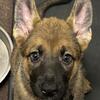 German Shepherd/Belgian Malinois