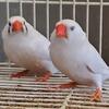Shaftail  Gouldian  zebra finches