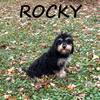 Rocky Male Cavapoo Puppy