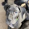 AKC Great Dane Male Green Collar