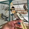 Young tamed or wild Cockatiels