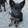 German Shepherd puppy 