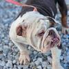 English Bulldog Female