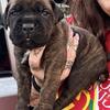 Full Blooded Cane Corso Puppies ICCF  Champion Bloodline 