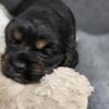 Cocker Spaniel puppies for sale