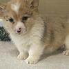 Pemroke welsh corgi puppies for sale