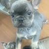 French Bulldog puppies 
