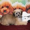 OCT SPECIAL $1000 Meet Cola Male Maltipoo Estimated Adult Weight 10lbs