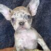 Blue Eyed Merle Frenchies