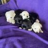 Purebred AKC Pre-paid Registered Coton De Tulear Puppies