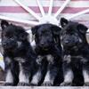 Import Line German Shepherds for sale in Tennessee