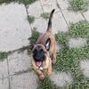 AKC Belgian Malinois puppies