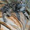 American bobtail kittens for sale 2 girls 5 boys 