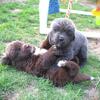 AKC Newfoundland Puppies in Michigan