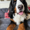 AKC Bernese Mountain Dog for sale 