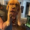 Dogue de Bordeaux 
