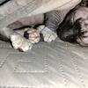 1 yr old Male Sphynx