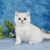 Silver Chinchilla point British shorthair kittens (**RARE**)