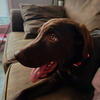 Female chocolate lab AKC 7 months old