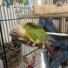 Pineapple conure