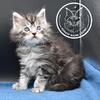 Maine Coon Kittens Available
