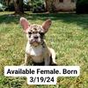 AKC French Bulldog Puppy