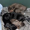 Dachsund puppies 