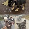 Frenchie  French bulldog fluffy