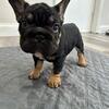 AKC French Bulldog Puppies – 12 Weeks Old, Vet Checked & Ready for Their Forever Homes 💙💗