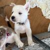 Husky/pit mix puppy